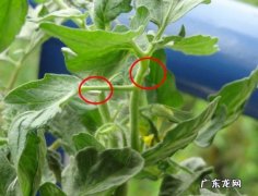 菜上有腻虫如何处理,多肉长蚜虫了怎么处理