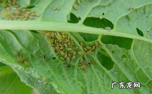 菜上有腻虫如何处理,多肉长蚜虫了怎么处理