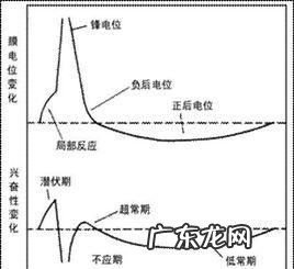 锋电位由什么组成,试述神经细胞动作电位的形成过程及其离子机制