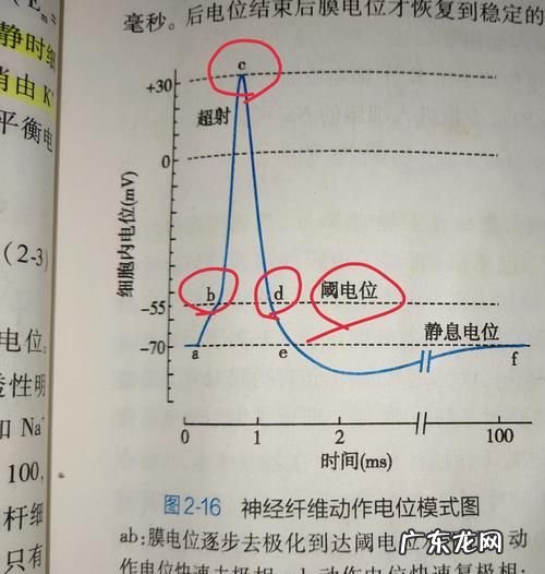 锋电位由什么组成,试述神经细胞动作电位的形成过程及其离子机制