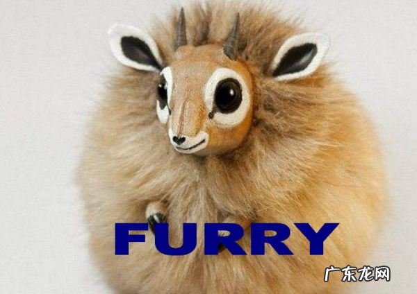 这素什么动物好furry,furry是什么