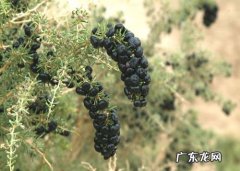 什么地方产黑枸杞,哪里产的黑枸杞最好
