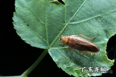 螳螂能活多久,螳螂寿命有多长时间
