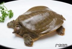 甲鱼什么时候不进食开始冬眠,一年不能吃几次避孕药