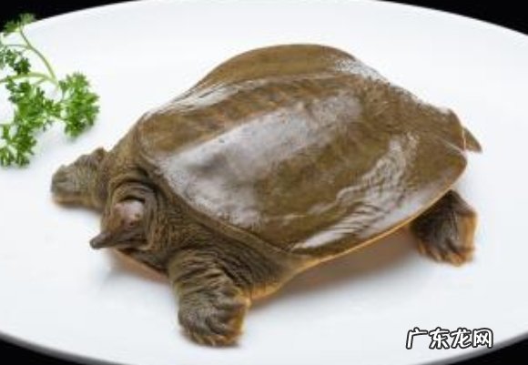 甲鱼什么时候不进食开始冬眠,一年不能吃几次避孕药