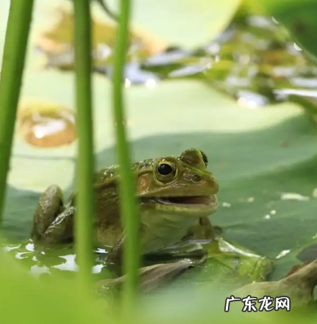 青蛙的鸣叫属于什么行为,蛙的鸣叫属于什么行为