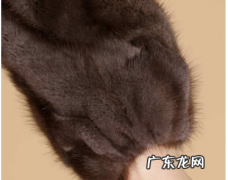 貂毛是什么动物,貂皮是什么动物的皮毛