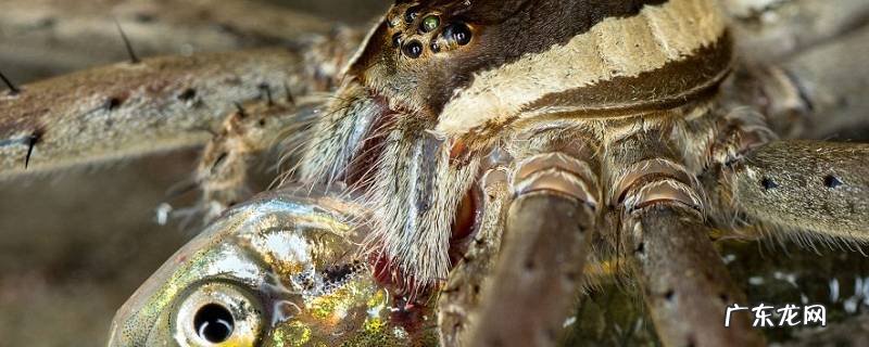 捕鱼蛛的特点 捕鱼蛛百科