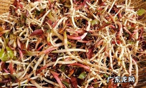 鱼腥草的功效与作用禁忌,鱼腥草颗粒的功效与作用
