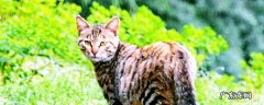 野猫的特点 什么样的野猫