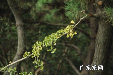 银杏树属于乔木还是灌木,银杏树属于乔木还是灌木落叶还是常绿