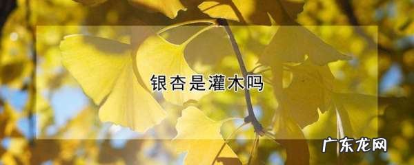 银杏树属于乔木还是灌木,银杏树属于乔木还是灌木落叶还是常绿