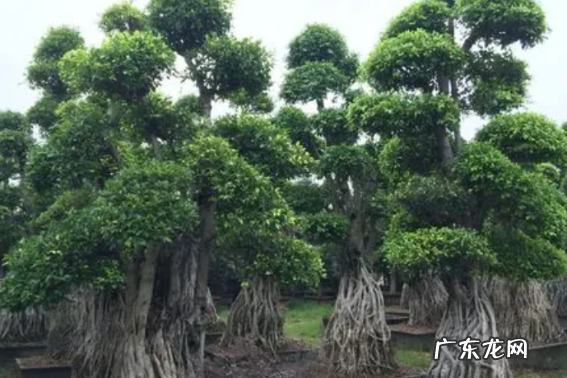 小叶榕怎么养殖,小叶榕树的养殖方法和注意事项