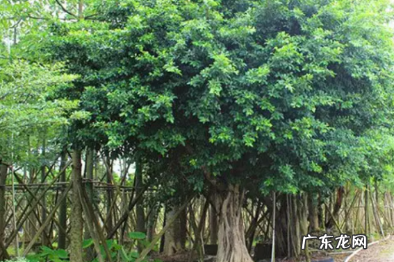 小叶榕怎么养殖,小叶榕树的养殖方法和注意事项