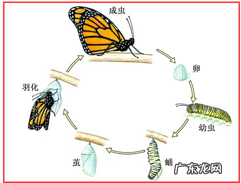 蝴蝶生长发育的四个阶段,蝴蝶的生长经历了哪四个阶段