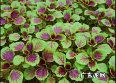 春天土豆是反季节蔬菜,土豆在夏天是反季蔬菜