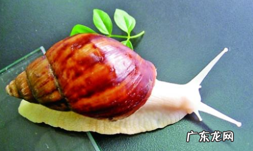 白玉蜗牛有寄生虫,白玉蜗牛有细菌和寄生虫