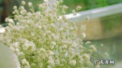 满天星的花语,满天星的花语