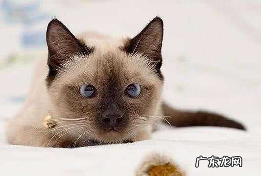 猫哭耗子歇后语,耗子吃猫扎的歇后语是什么