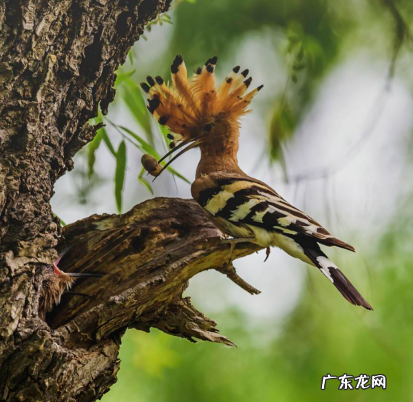 鸟为什么会有气味,鸟为什么会有气味三年级