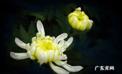 菊花是哪个国家皇室和贵族的花,菊花是哪个国家的皇室象征