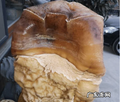 太岁是动物还是植物,太岁到底是什么动物还是植物