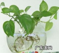淘米水可以浇罗汉松,办公室养罗汉松好不好