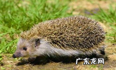 刺猬要冬眠,刺猬冬眠为什么