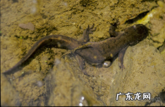 娃娃鱼的叫声是什么声音,娃娃鱼怎么叫