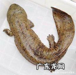 娃娃鱼的叫声是什么声音,娃娃鱼怎么叫