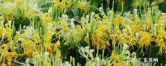 鲜金银花怎么制干 金银花烘干加工步骤