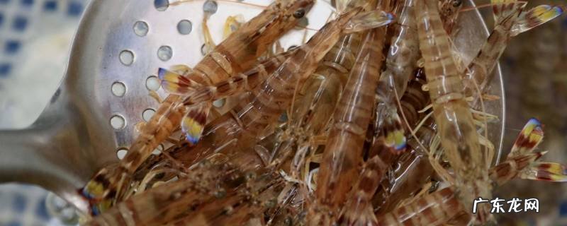 白灼虾煮几分钟可以吃 虾煮几分钟可以吃