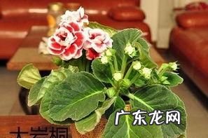 冬天花叶面要喷水,金边吊兰叶子发白发软怎么办