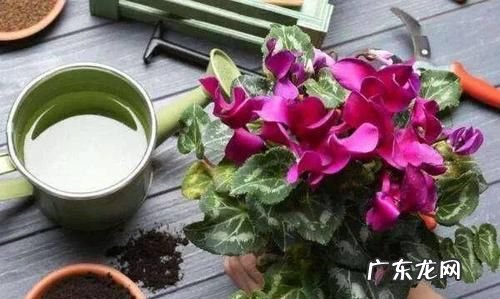 冬天花叶面要喷水,金边吊兰叶子发白发软怎么办