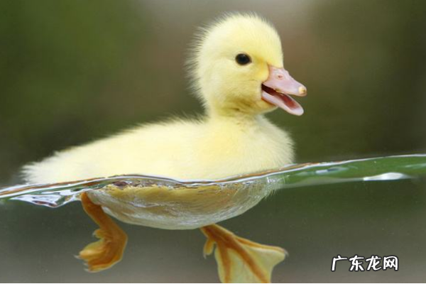 鸭子的尾巴像什么,一年级语文鸭子的尾巴像什么