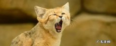 沙漠猫的特点 沙猫的特点