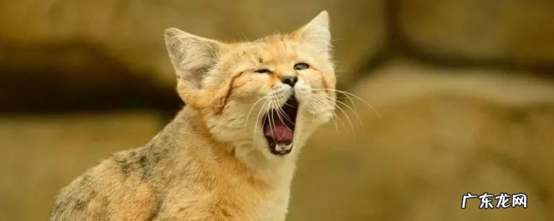 沙漠猫的特点 沙猫的特点