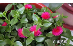 牡丹吊兰夏天怎么浇水,牡丹吊兰的养殖方法