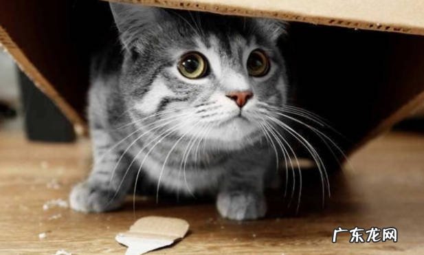 拉尾巴 不能对猫咪做的事是什么