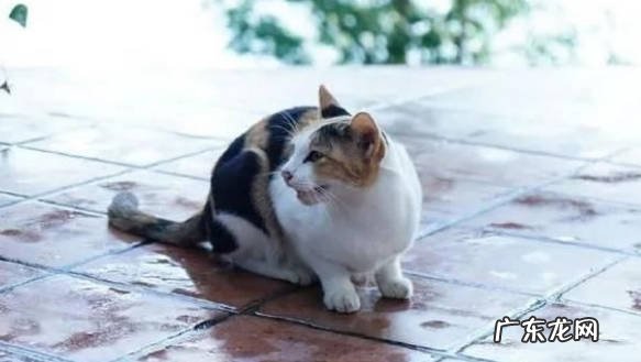 拉尾巴 不能对猫咪做的事是什么