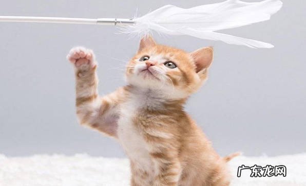 洗澡 养猫有什么基本常识