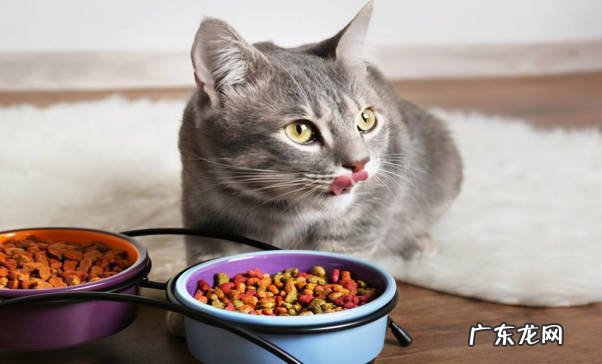 洗澡 养猫有什么基本常识