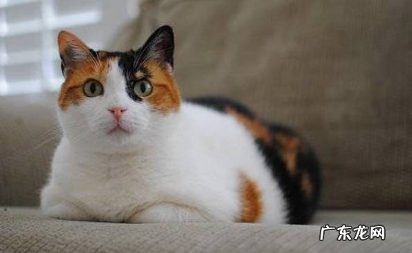 狸花猫 哪些猫咪适合经济有限的人