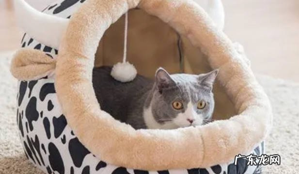 强制回窝 让猫咪回窝睡的技巧是什么