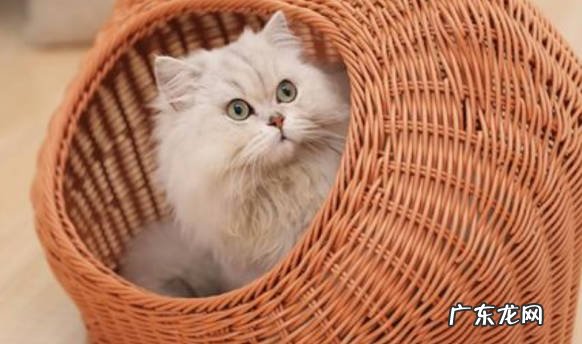 强制回窝 让猫咪回窝睡的技巧是什么