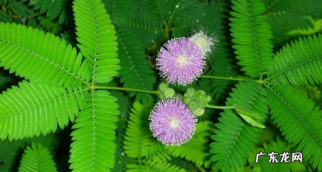 含羞草 孕妇不适合种什么植物
