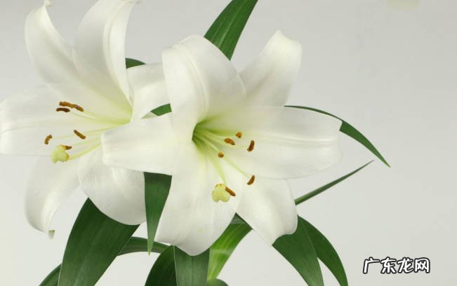 含羞草 孕妇不适合种什么植物