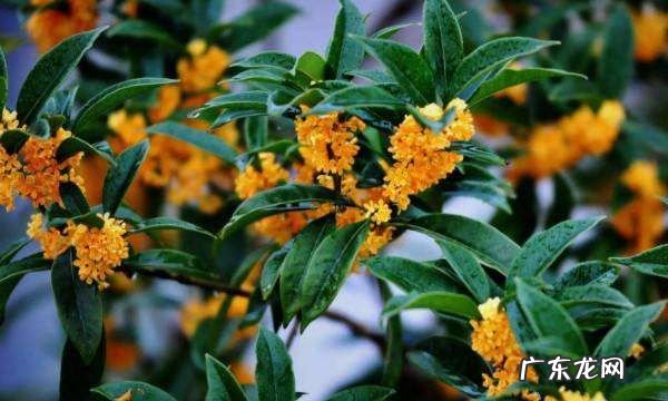四季桂的养殖方法和注意事项,四季桂花的养殖方法和注意事项