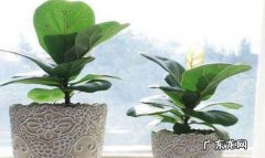 能 琴叶榕放在家里能养成吗