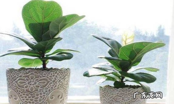 能 琴叶榕放在家里能养成吗